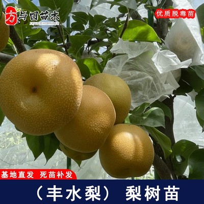 嫁接日本丰水梨树苗晚熟脆甜黄金梨苗庭院盆地栽种植果树当年结果