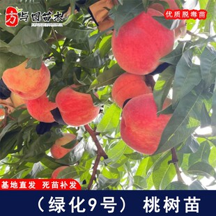 嫁接绿化9号桃树苗特大九号大桃苗义园9号艳红桃树盆地栽当年结果