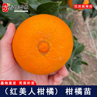 嫁接象山红美人柑橘苗爱媛28号果冻橙无核橘子苗庭院种植盆栽地栽