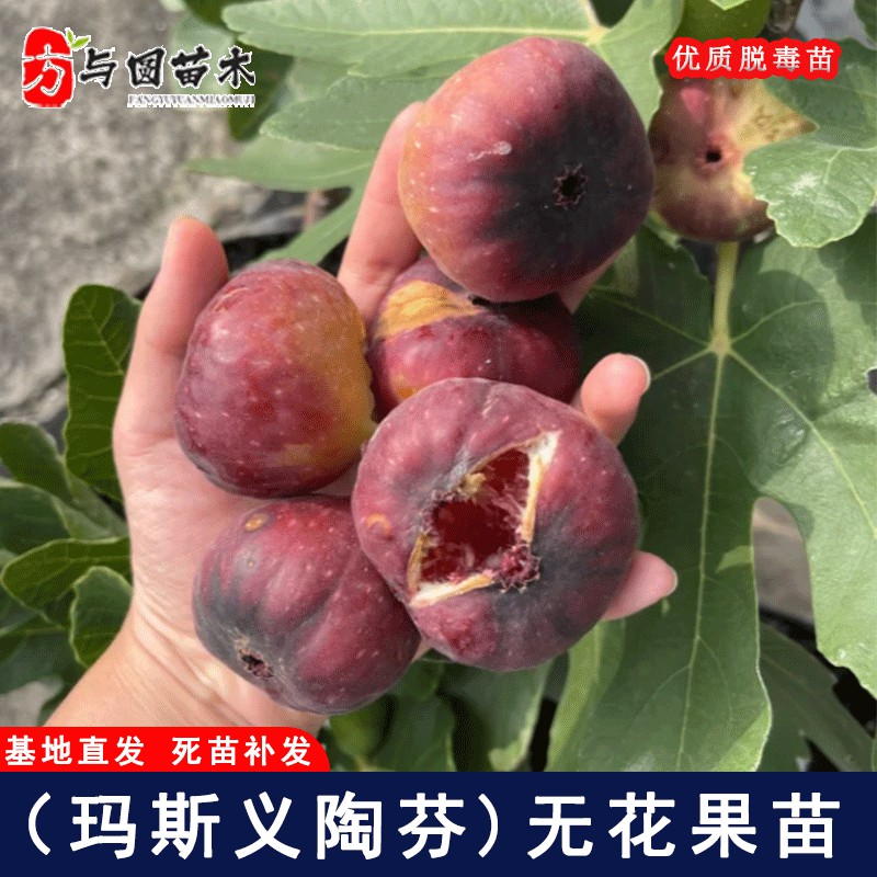 玛斯义陶芬无花果苗特大抗寒大玛无花果果树苗北南方种植当年结果