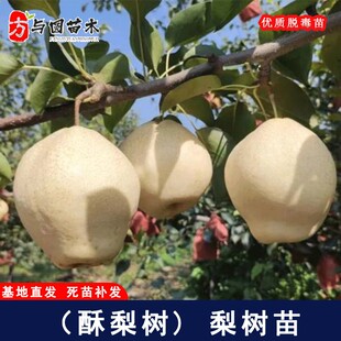 嫁接山农酥梨树苗早熟脆甜大白梨树南方北方庭院地栽果树当年结果