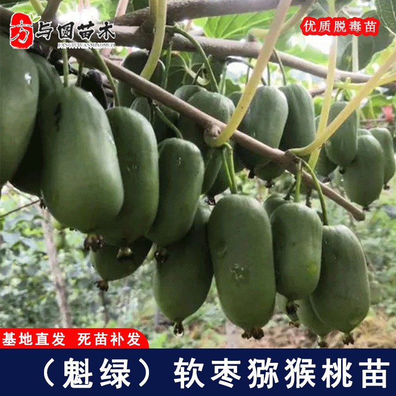 嫁接魁绿软枣子猕猴桃苗绿心奇异莓树苗盆栽地栽软枣猕猴桃树果苗