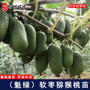 嫁接魁绿软枣子猕猴桃苗绿心奇异莓树苗盆栽地栽软枣猕猴桃树果苗