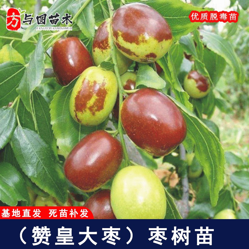 嫁接赞皇大枣树苗特大红枣苗树南方北方庭院果树枣树活苗当年结果