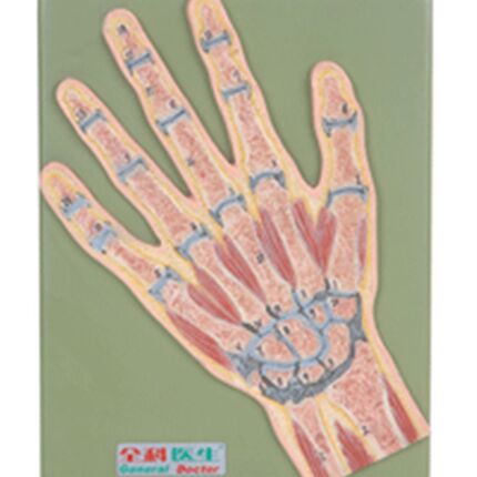 手关节剖面f模型/解剖模型A11204