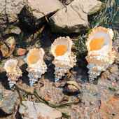 天然超大海螺贝壳金口大蛙螺石号C螺可以吹响可听大海声音摆件鱼