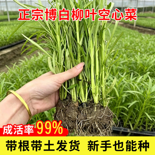 广西博白柳叶空心菜新鲜爽口香味