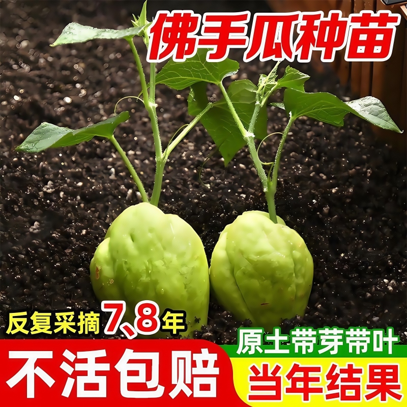 佛手瓜种瓜苗带土发芽四季农家苗