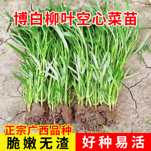 正宗广西博白柳叶空心菜苗蔬菜种