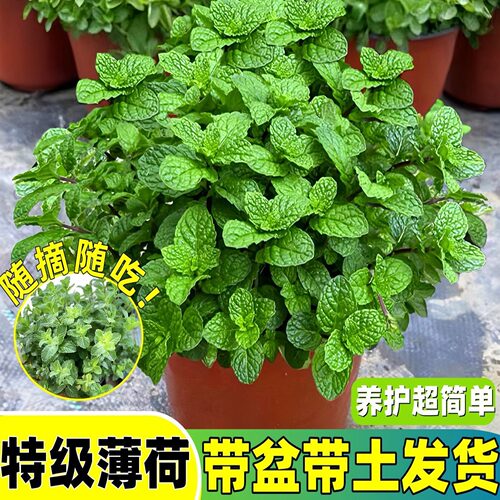 薄荷盆栽苗可食用迷迭香净化空气