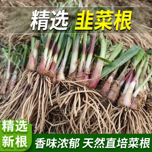 现挖新韭菜根苗紫红根阳台盆栽