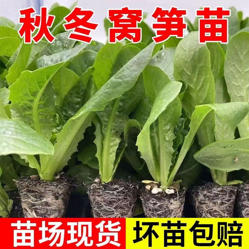 莴笋苗带土种苗四季耐寒盆栽蔬菜