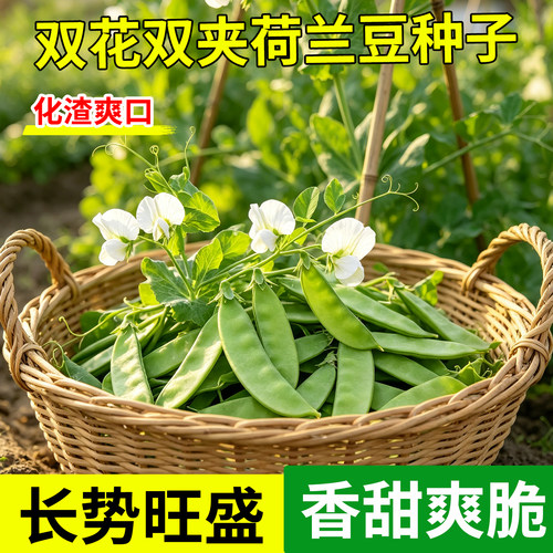 矮生双花双荚无筋荷兰豆种子高产