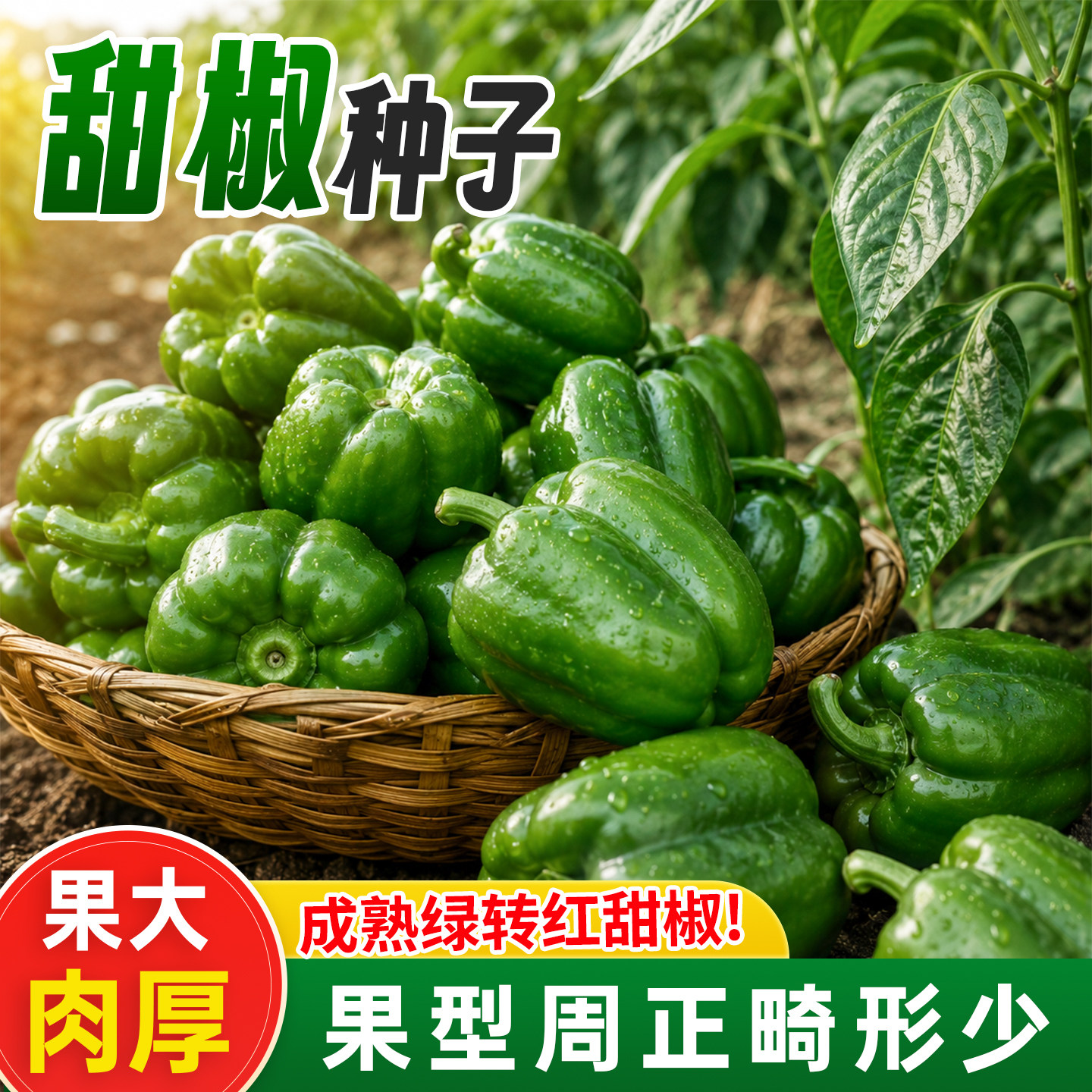大果厚肉清甜高产抗病甜椒菜种子