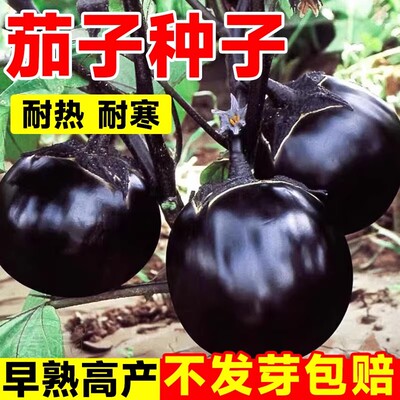 黑圆茄子苗高产快茄幼苗特大茄苗