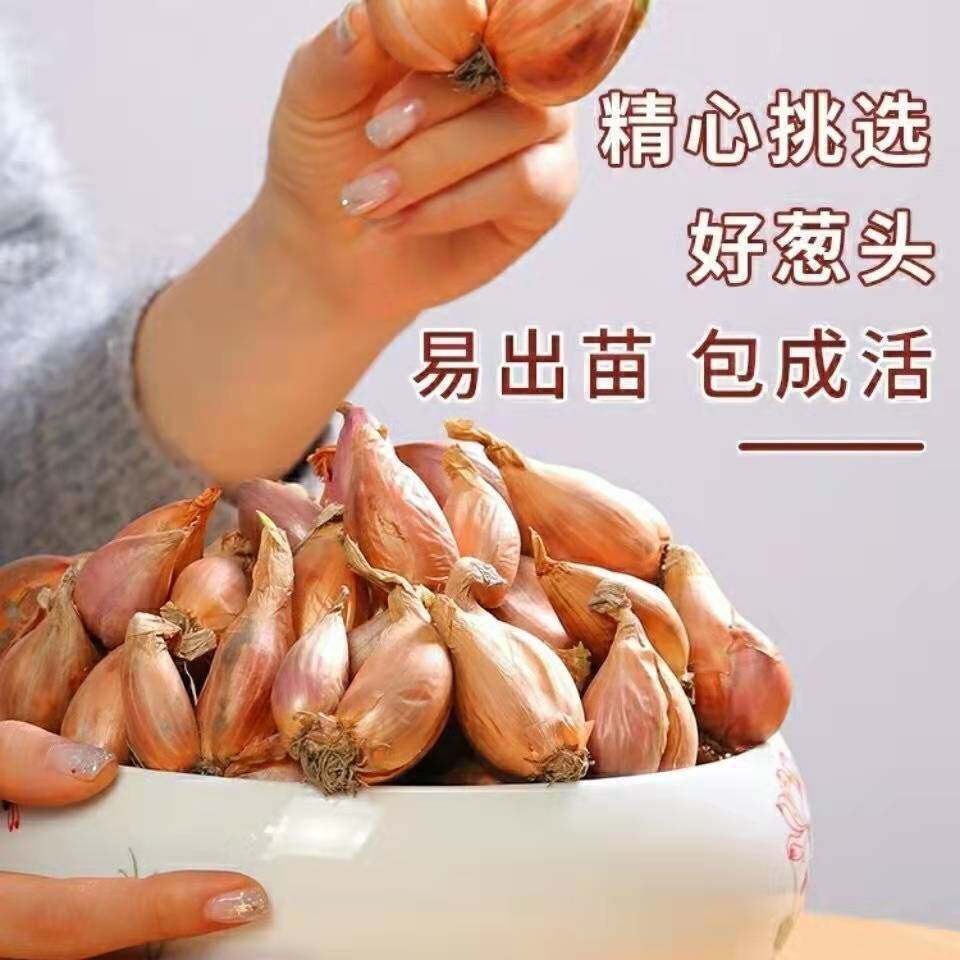 湛江白铁杆小香葱种子耐高温