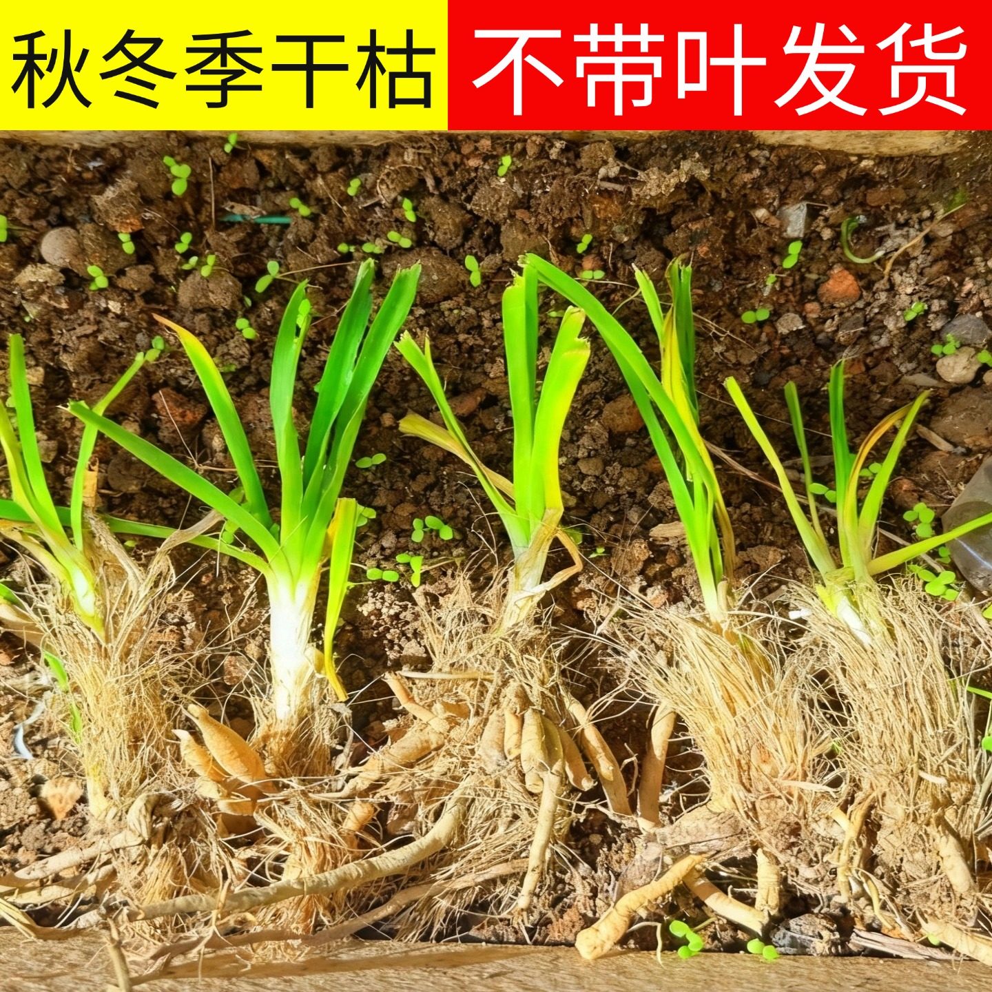 优质黄花菜种苗种植苗食用金针菜根苗四季可栽培易种根粗产地直发,鲜花速递/花卉仿真/绿植园艺,种苗/半成品盆栽,淘宝优惠券,粉丝福利购,淘宝优惠卷