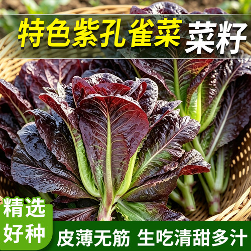 四季种高钙营养蔬菜种子紫孔雀菜