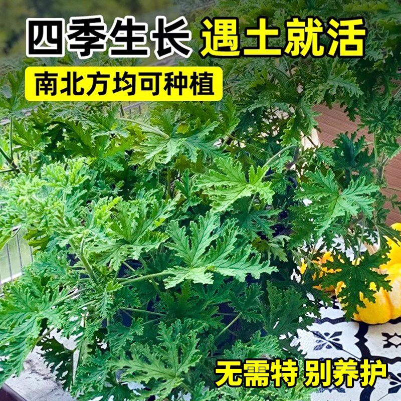驱蚊草盆栽植物室外室内绿植祛蚊种籽子庭院香叶天竺葵开花防蚊虫
