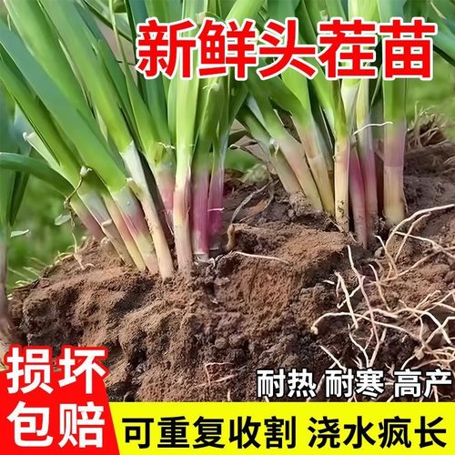 韭菜根苗大叶老品种细叶小叶香韭