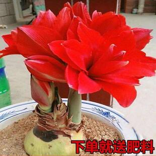 极速【常年开a花】m重瓣朱顶红种根盆栽花卉植物客厅绿.植花卉大