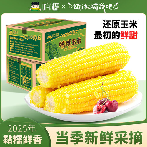 啃糯东北2025年黄糯玉米非转基因