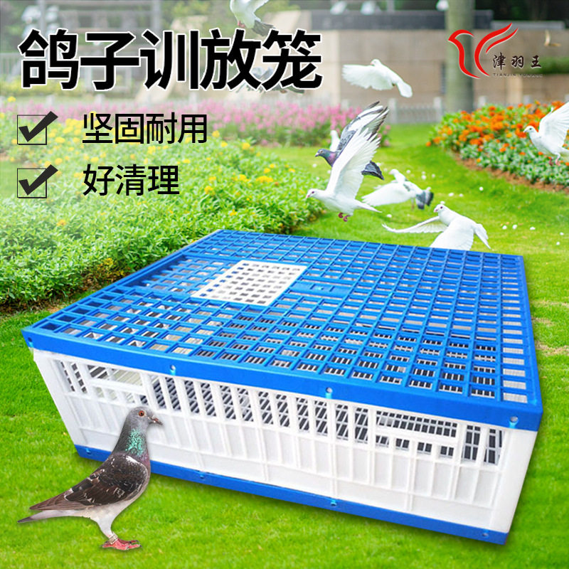 津羽王鸽具用品信赛鸽训放笼塑料折叠放飞笼外出报道专用笼批发