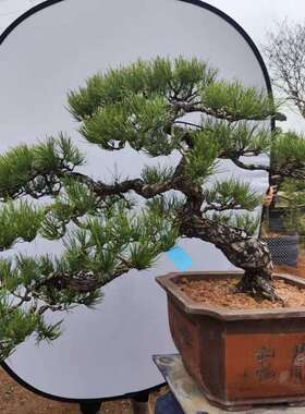 2411基地供应黑松盆栽1~2m高庭院别墅家高档盆景