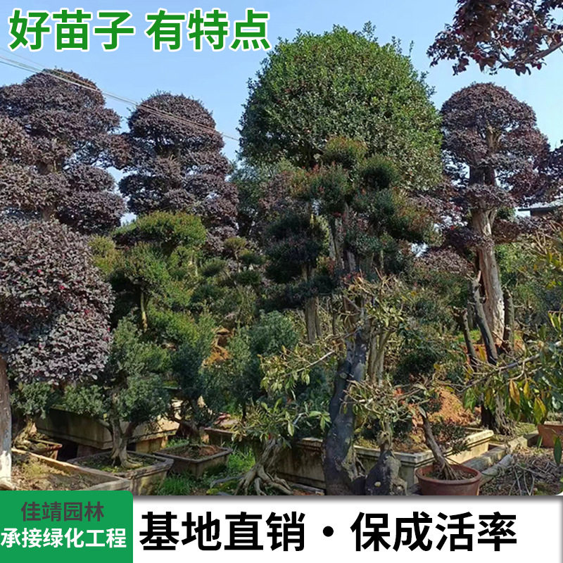 基地批发景观树鸿运果树无刺枸骨园林绿化常绿灌木景观造型树桩