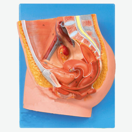 女性盆腔正中矢状切面模型A15104