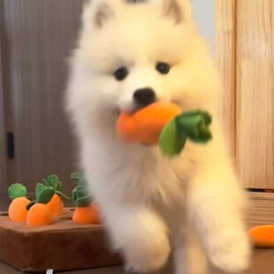 狗狗玩具磨牙耐咬自嗨解闷神器宠物互动型啃咬玩偶泰迪比熊闻嗅垫