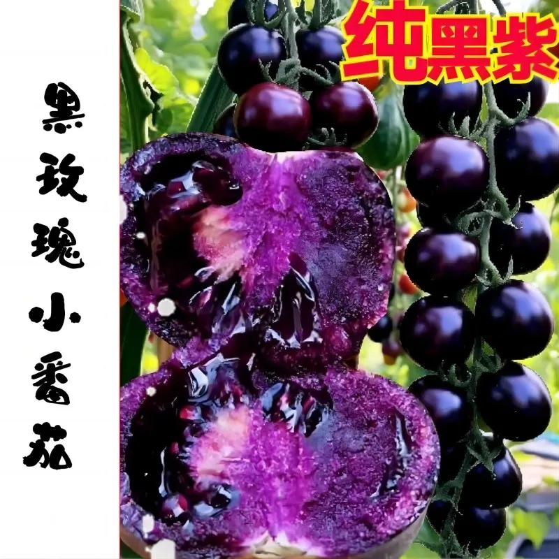 新鲜现摘黑番茄玫瑰番茄紫色蓝莓小番茄即食圣女果花青素水果顺丰