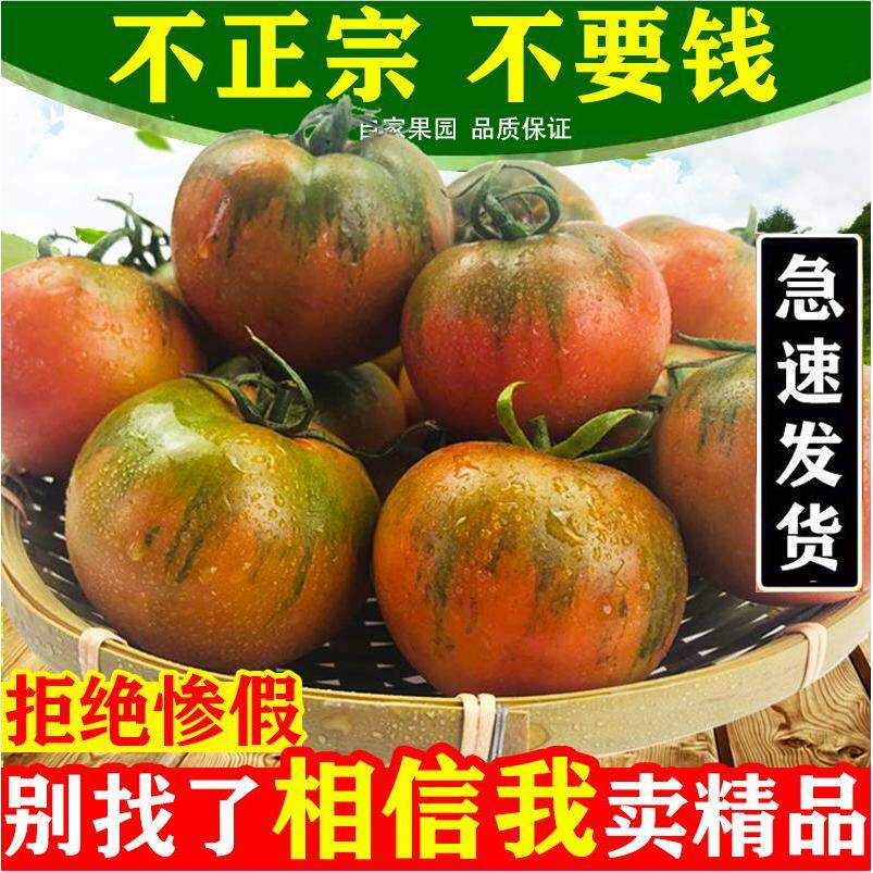正宗丹东草莓柿子5斤西红柿新鲜碱地铁皮柿子自然熟生吃水果番茄