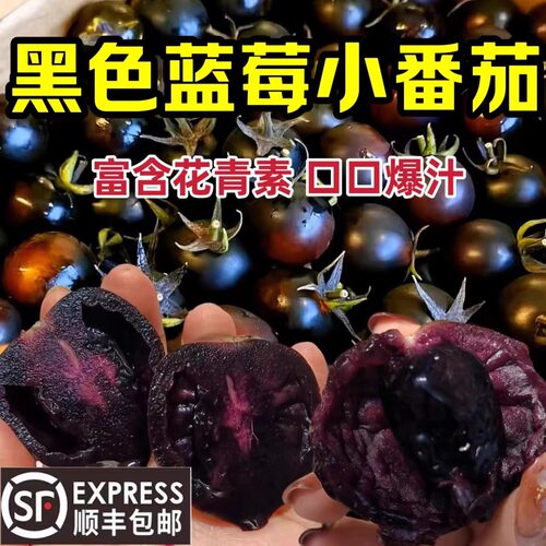 顺丰山东寿光蓝莓黑番茄新鲜花青素水果生吃黑玫瑰紫色番茄小柿子