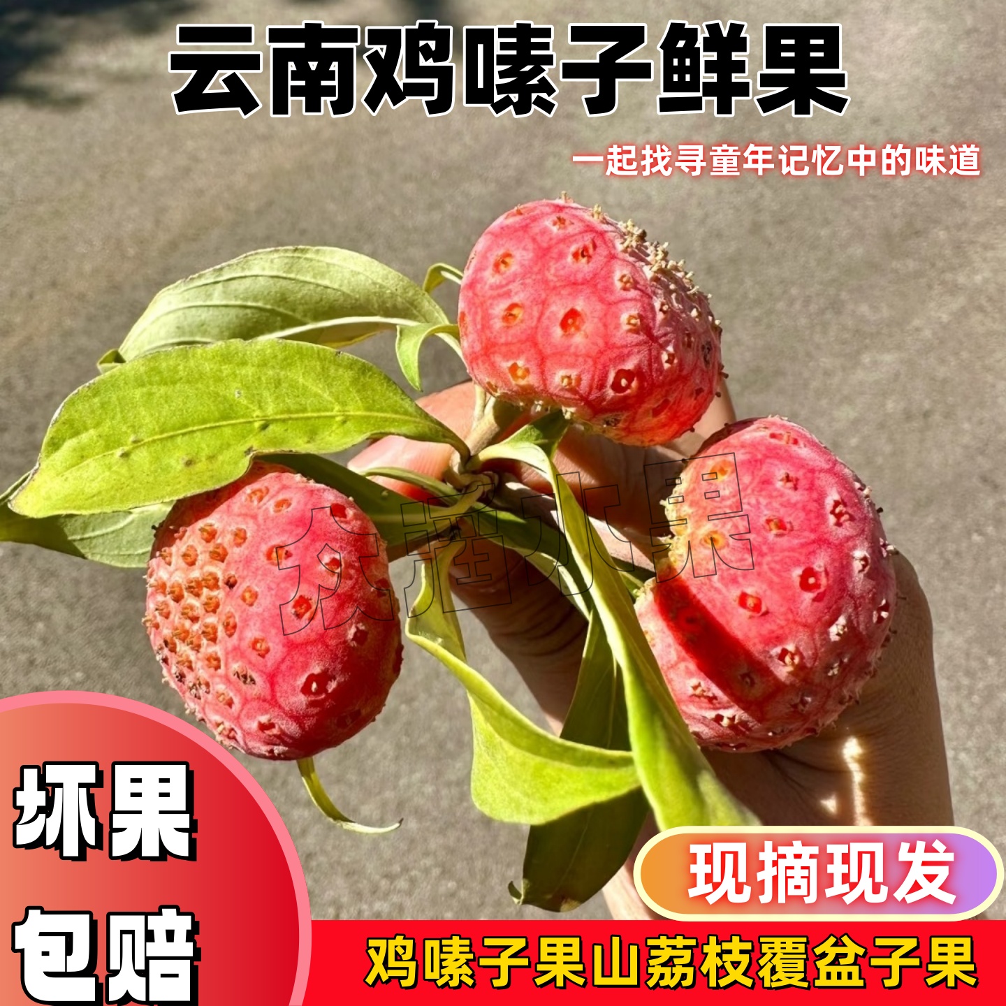 顺丰云南新鲜鸡嗉子果山荔枝覆盆