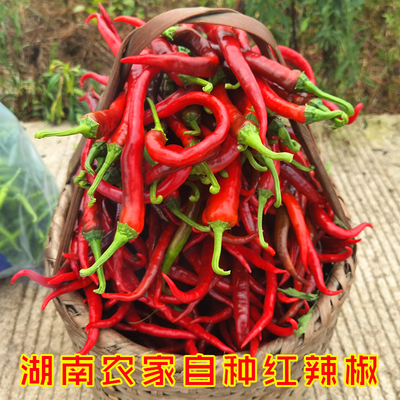 湖南本地农家自种新鲜红辣椒薄皮现摘现发二荆条中微线椒泡菜剁椒