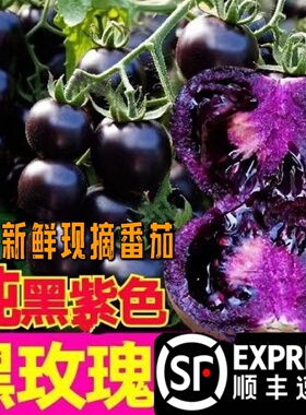 山东寿光黑色小番茄即食黑珍珠圣女果花青素紫色水果现摘顺丰包邮