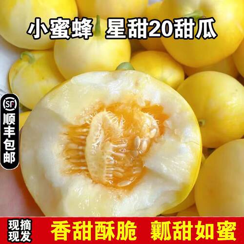 沂蒙山头茬甜瓜小蜜蜂罐星