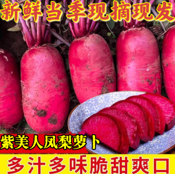 山东紫美人水果萝卜甜脆多汁水果型青红皮凤梨心里美萝卜新鲜现挖