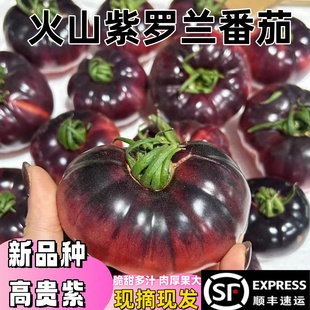 顺丰山东紫罗兰番茄新鲜现摘丑番茄火山紫马蹄番茄紫西红柿大果