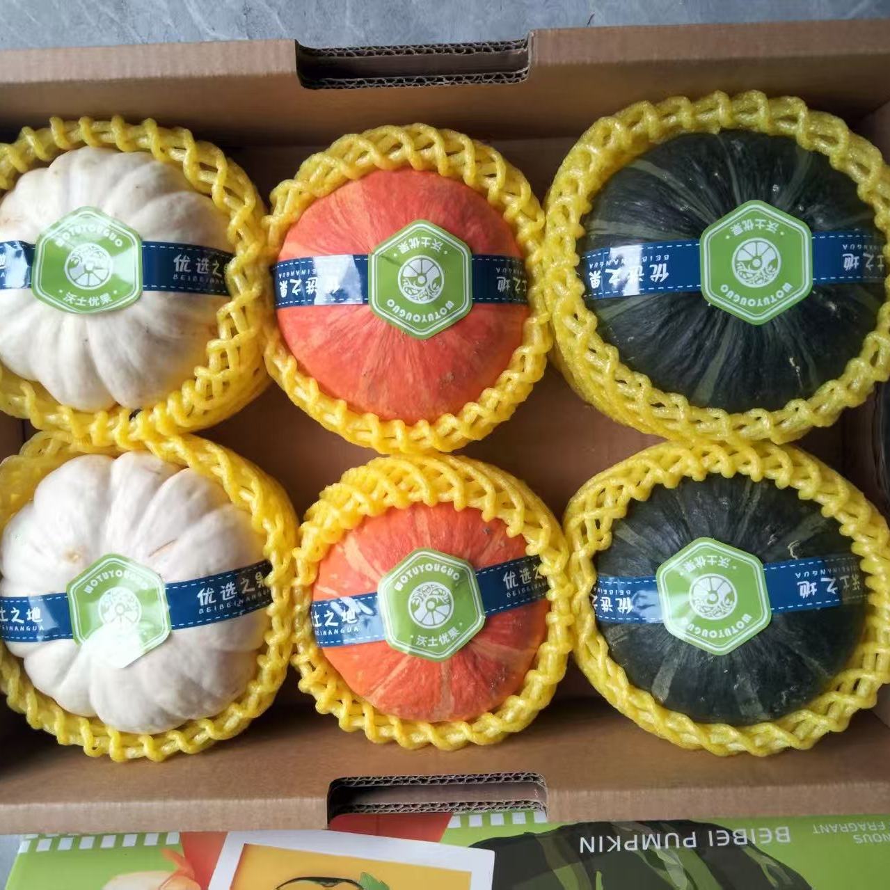 三色南瓜贝拼装奶油绿金白