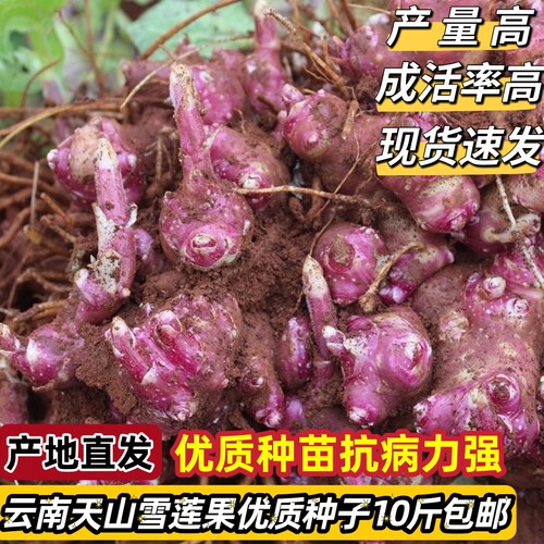 云南天山雪莲果种孑果苗秧苗籽黄心雪莲果苗红泥沙红心种球现挖