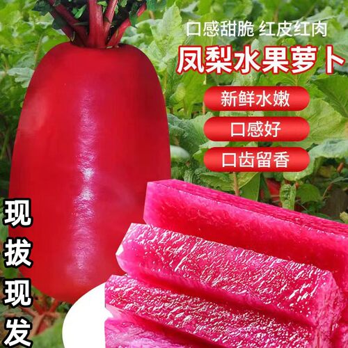 现拔新鲜紫美人凤梨红心水果萝卜胭脂萝卜红皮红肉脆甜萝卜泡菜5