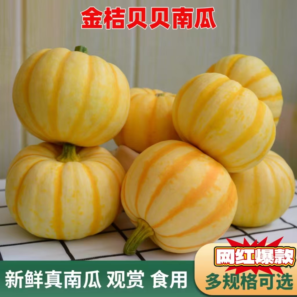 新鲜太阳瓜食用黄金贝贝南瓜金桔瓜宝宝迷你小南瓜装饰漂亮金贝贝