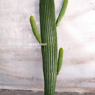 仿真仙人棒龙凤柱龙神柱巨人柱北欧仿真植物仙R人掌仙人柱假盆栽