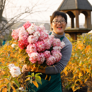 海蒂 花园圆锥绣球石灰灯香草草莓海妈北方耐Q寒耐旱植物花卉盆