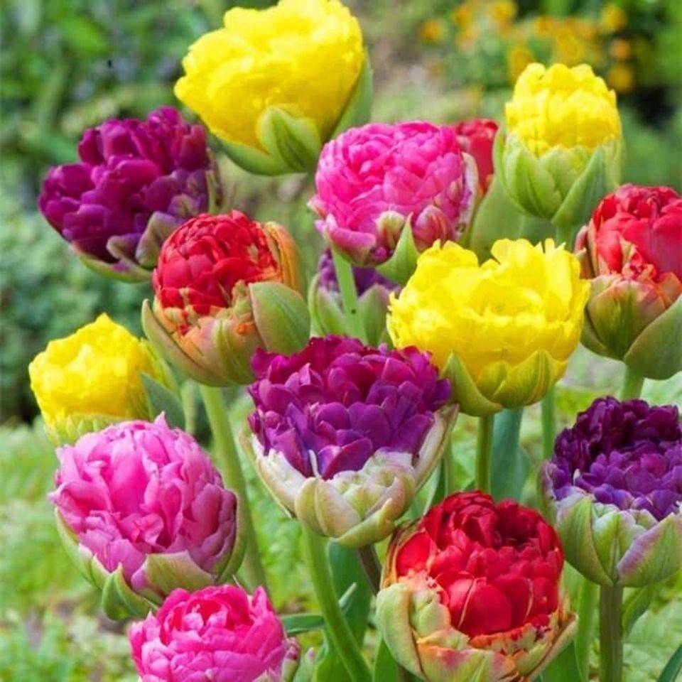 荷兰郁金香花种球 进口郁金香种球多年生耐寒花卉球根 郁金香种子