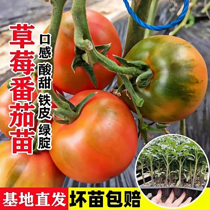 铁皮草莓番茄苗西红柿苗水果矮生阳台盆栽南方适合春天种的菜苗秧