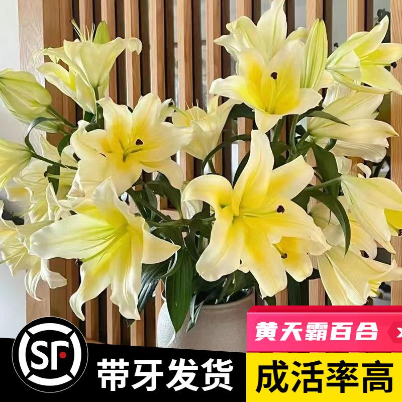 黄天霸百合种球香水重瓣百合花种球盆栽秋冬花卉室内植物花绿植物