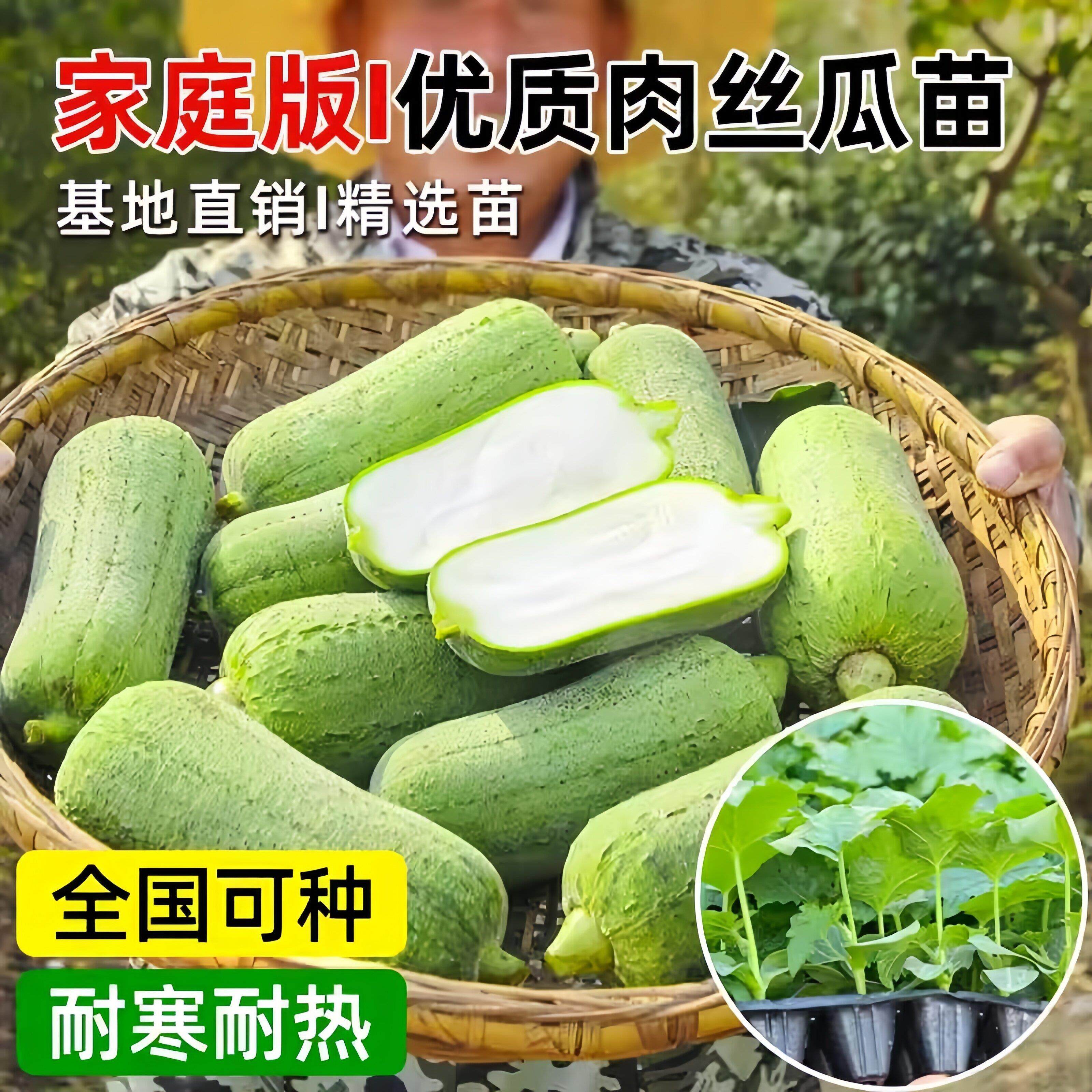 优质老品种肉丝瓜苗种苗基地直销精选苗耐寒耐热四季种植当年结果